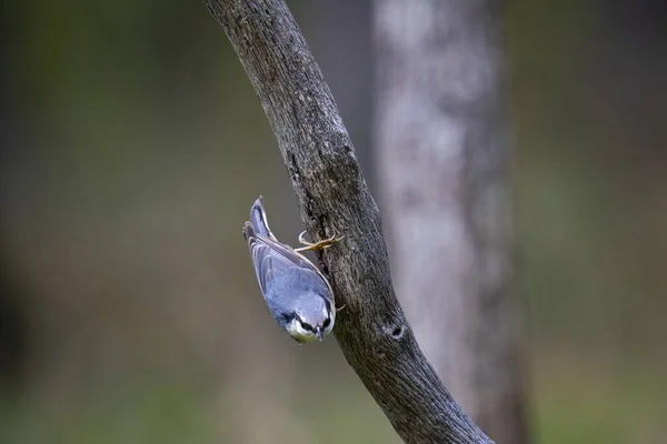 Крупный План Красивого Голубого Евразийского Нутча Маленькая Птичка Прохожий Сидящая — стоковое фото