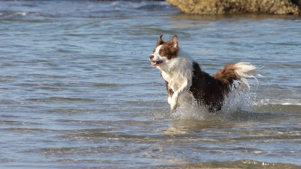 Een Betoverende Opname Van Een Hond Die Overdag Een Zee — Stockfoto