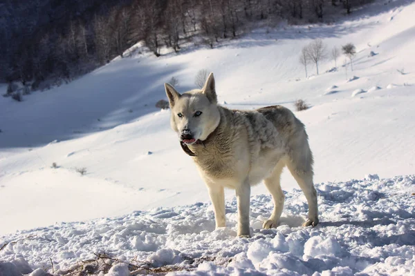 Saarloos Wolfdog Snowy Meadow — Foto Stock