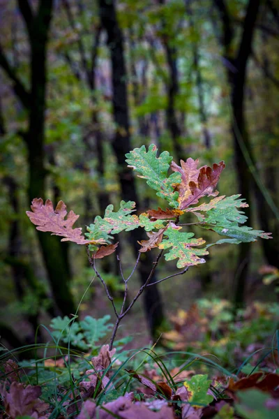 Крупный План Полузолотых Красных Осенних Листьев Растения Лесу — стоковое фото