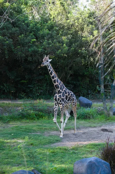 Вертикальный Снимок Красивого Жирафа Гуляющего Парке Животных — стоковое фото
