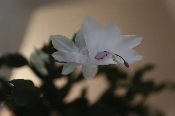 Primer Plano Una Flor Schlumbergera Blanca Flor —  Fotos de Stock