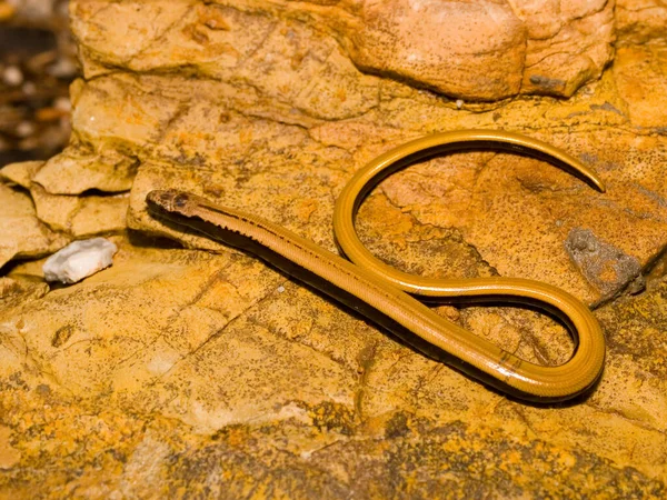 Closeup Shot Slow Worm Anguis Fragilis Crawling Ground Sunlight — Stock Photo, Image