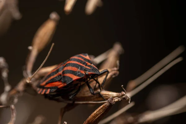 Ormandaki Ağaç Dalları Üzerinde Kalkan Yapraklı Bir Böceğin Seçici Odak — Stok fotoğraf