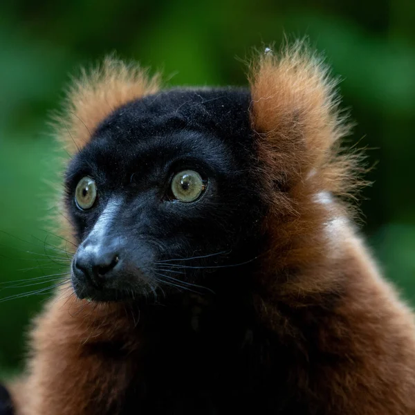 Detailní Záběr Roztomilé Červené Nafouklé Lemur — Stock fotografie