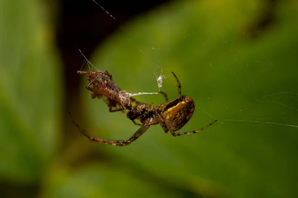 蜘蛛在森林中的植物之间织网的有选择的焦点 — 图库照片