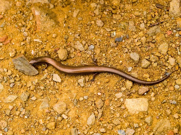 Egy Közeli Felvétel Európai Kígyószemű Skink Ablepharus Kitaibelii Egy Homokos — Stock Fotó