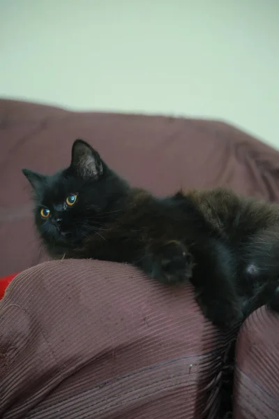 Closeup Cute Black Cat Lying Sofa — Stockfoto