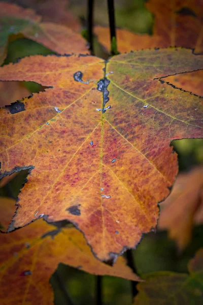 Closeup Shot Red Autumn Leaf Texture Woods — Stockfoto