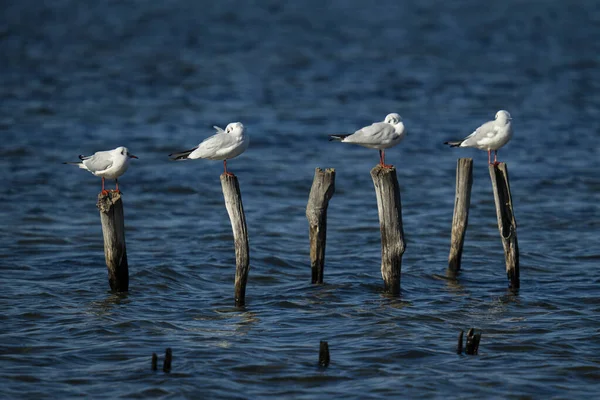 Prachtig Uitzicht Meeuwen Die Houten Palen Het Water Staan — Stockfoto