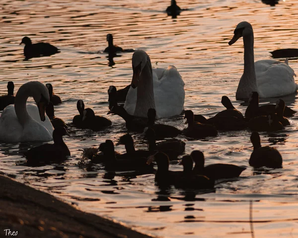 Крупный План Милых Лебедей Уток Озере Закате — стоковое фото