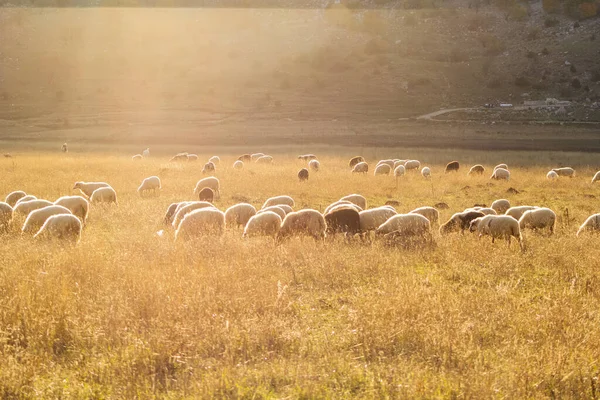 Eine Schafherde Weidet Auf Einem Feld — Stockfoto
