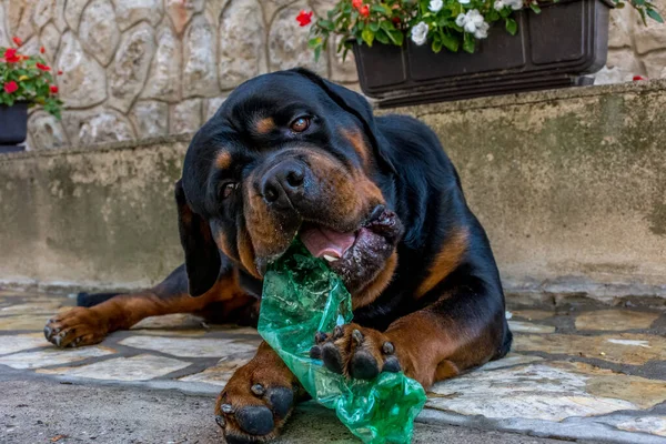 Retrato Adorable Rottweiler Jugando Con Una Botella Plástico Verde —  Fotos de Stock