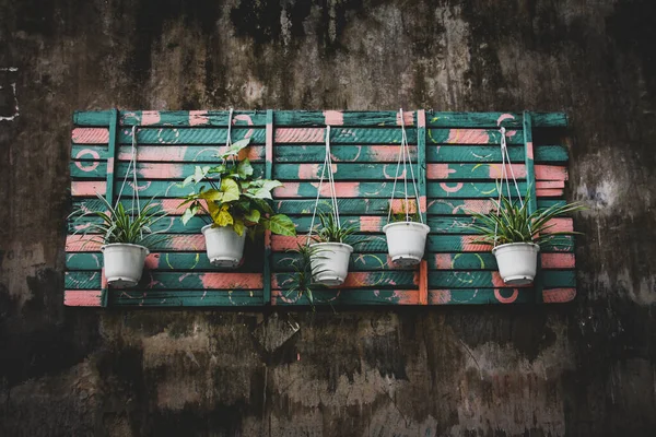 Potted Plant Hanging Wooden Green Board Wall — Stock Photo, Image