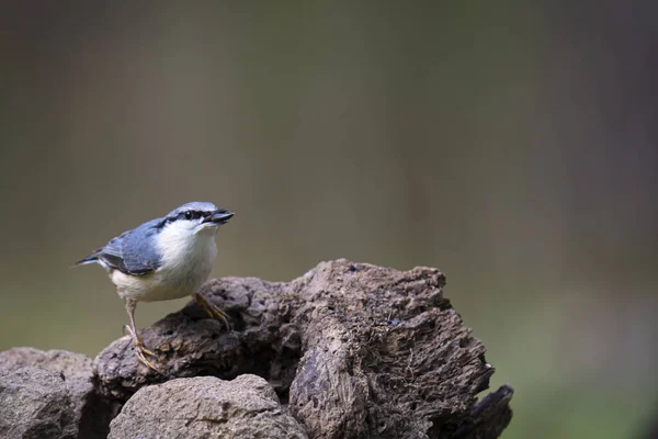 Primer Plano Hermoso Pájaro Paseriforme Euroasiático Azul Posado Sobre Madera — Foto de Stock