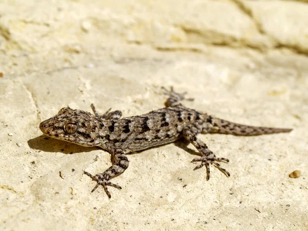 Une Sélection Gecko Kotschy Mediodactylus Kotschyi Grèce — Photo