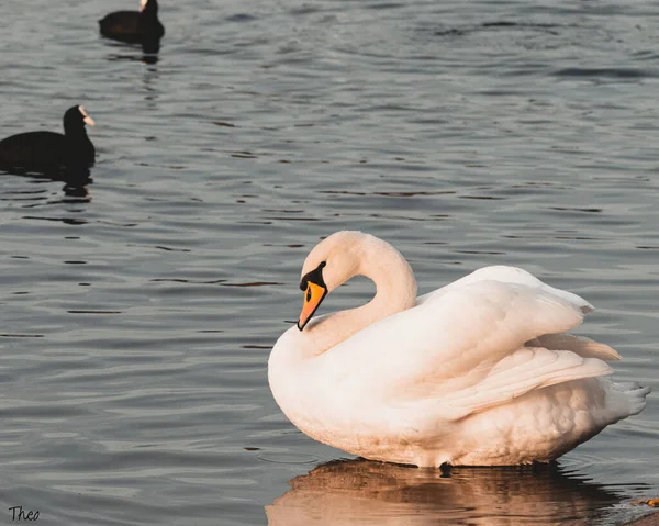 Closeup Cute Swan Lake — Stock Photo, Image