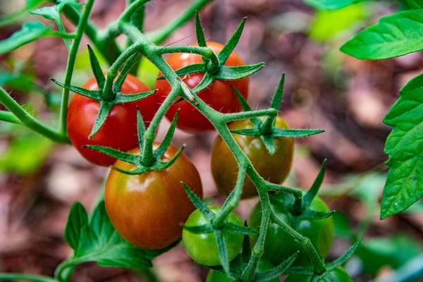 Primer Plano Tomates Rojos Verdes Que Crecen Una Vid —  Fotos de Stock