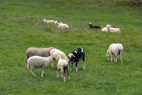 Güneşli Bir Günde Yeşil Çimlerde Otlayan Bir Koyun Sürüsü — Stok fotoğraf