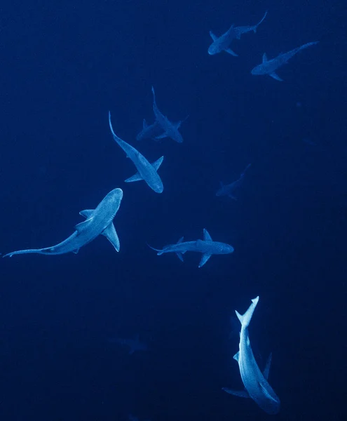 Eine Gruppe Haie Unter Wasser — Stockfoto