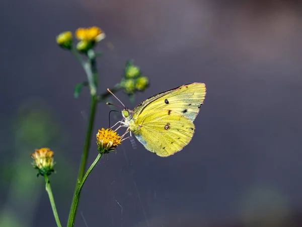 Gros Plan Colias Poliographus Sur Belle Fleur Qui Fleurit Dans — Photo