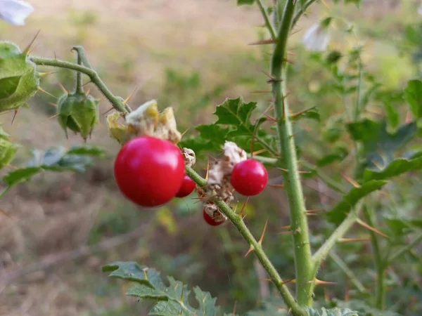 Kolczaste Pomidory Pomidorami — Zdjęcie stockowe