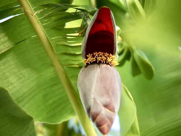 Primer Plano Una Flor Plátano Musa Acuminata — Foto de Stock