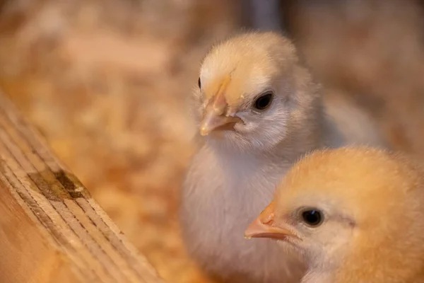 Egy Közeli Felvétel Két Aranyos Csirkéről — Stock Fotó