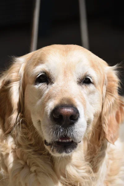 背景がぼやけたかわいい犬の垂直ショット — ストック写真