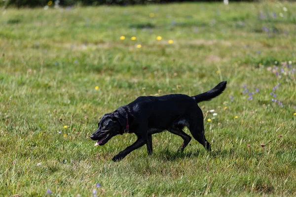Ένα Χαριτωμένο Μαύρο Τσοπανόσκυλο Τρέχει Ένα Χωράφι — Φωτογραφία Αρχείου