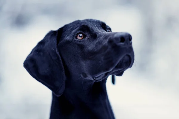 Egy Közeli Felvétel Egy Fekete Labradorról Homályos Háttérrel — Stock Fotó