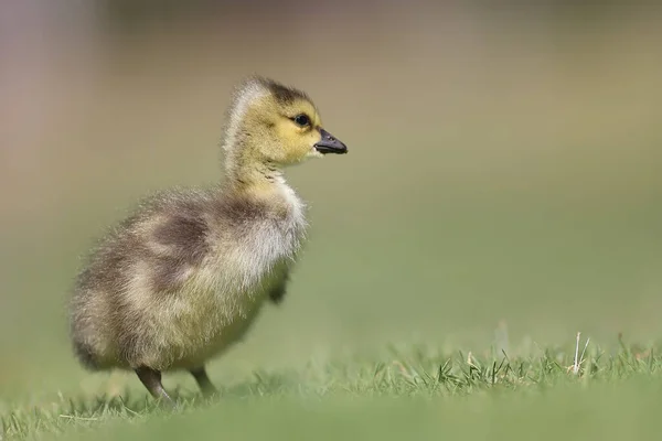 Küçük Sevimli Bir Ördek Yavrusunun Yakından Çekimi — Stok fotoğraf
