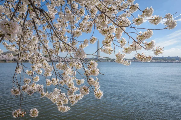 Μια Εκπληκτική Σκηνή Από Άνθη Κερασιάς Στην Ουάσιγκτον Ηνωμένες Πολιτείες — Φωτογραφία Αρχείου