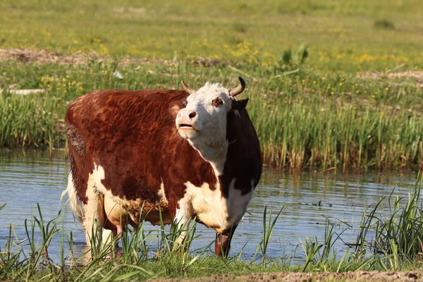 Piękne Ujęcie Białej Brązowej Krowy Stojącej Obok Rzeki Polu — Zdjęcie stockowe