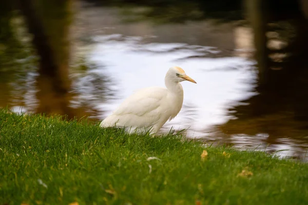 バルセロナ動物園の池の近くの芝生の上の白い挨拶の眺め — ストック写真