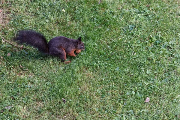 Ein Blick Von Oben Auf Ein Niedliches Eichhörnchen Das Auf — Stockfoto