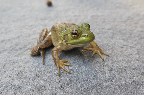 Westchester Estados Unidos Agosto 2017 Fotografía Macro Cerca Ranas Sapos —  Fotos de Stock