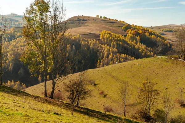Piękny Widok Zielone Słoneczne Wzgórza Regionie Dumesti Miasto Lasi Okręg — Zdjęcie stockowe