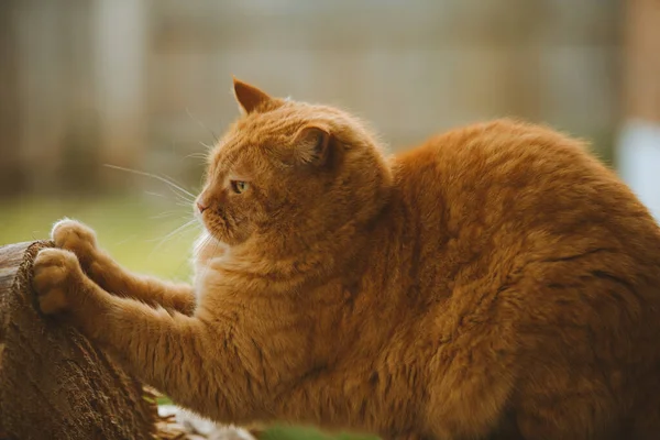 Portrait Adorable Fat Ginger Cat Wooden Logs Yard Sunlight — Stockfoto