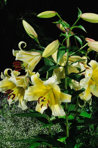 Flores Lírio Amarelas Floresceram Jardim — Fotografia de Stock