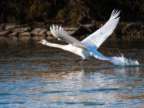 冬の間のミュンヘンイザール川での白い白鳥の生活 — ストック写真