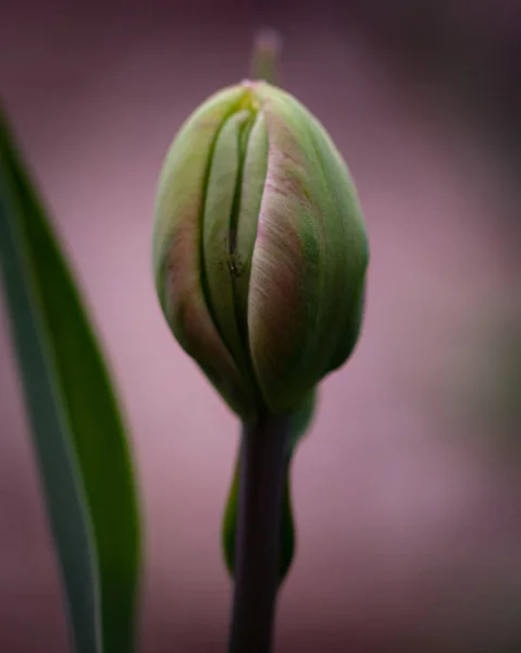 Een Bloem Knop Groeiend Een Voorjaar Tuin — Stockfoto