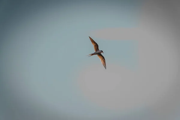 Una Vista Ipnotizzante Bellissimo Uccello Volo — Foto Stock