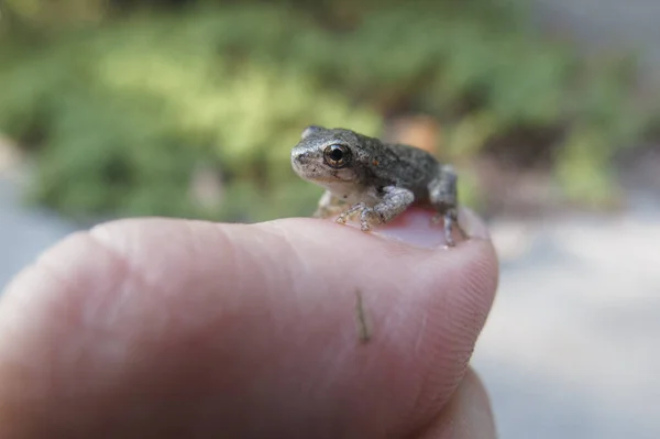 Westchester United States Aug 2017 Macro Closeup Photography Frogs Toads — Stock Photo, Image