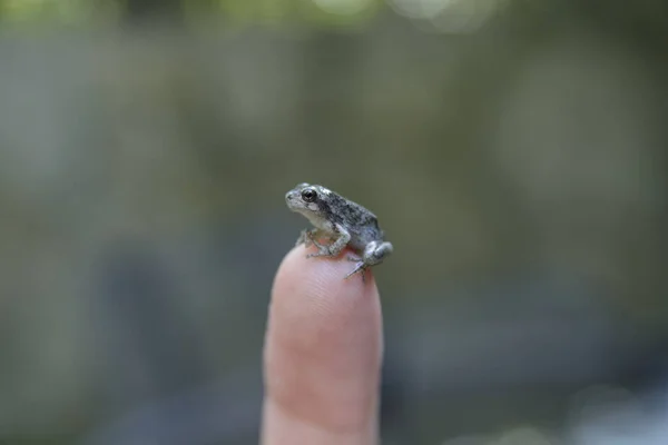 Westchester États Unis Août 2017 Macrophotographie Gros Plan Grenouilles Crapauds — Photo