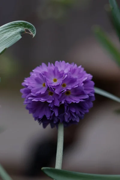 Flor Primula Denticulata Púrpura Jardín — Foto de Stock