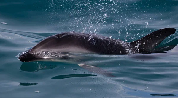 Closeup Shot Beautiful Dolphin Swimming Blue Sea — Stockfoto