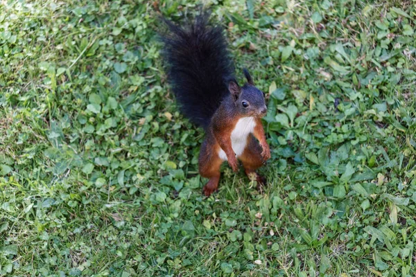 Ein Überkopfschuss Eines Niedlichen Eichhörnchens Das Auf Dem Grünen Boden — Stockfoto