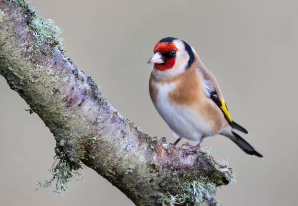 Nahaufnahme Eines Kleinen Niedlichen Vogels Auf Einem Ast Mit Verschwommenem — Stockfoto