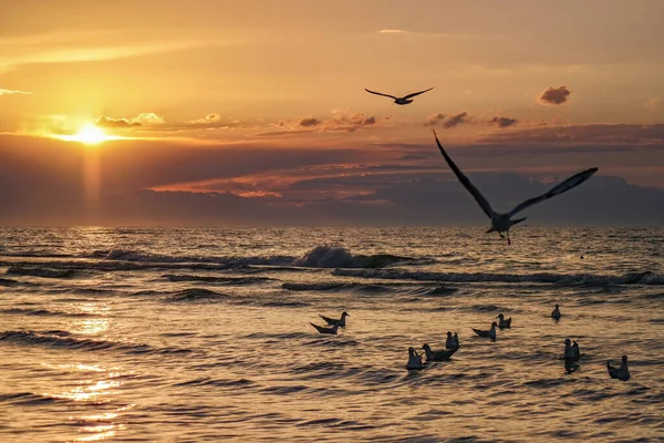 Breathtaking Shot Seagulls Flying Sea Sunset — Stockfoto